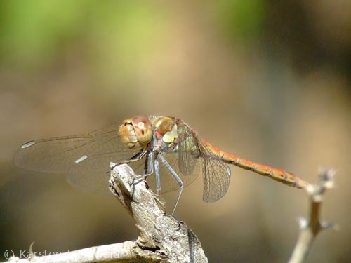 Libelle Libelle